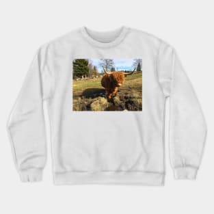 Scottish Highland Cattle Cow 2376 Crewneck Sweatshirt